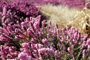 Heidekraut im Garten des Betreuten Wohnens