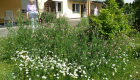 Sommerlicher Garten der Seniorenresidenz